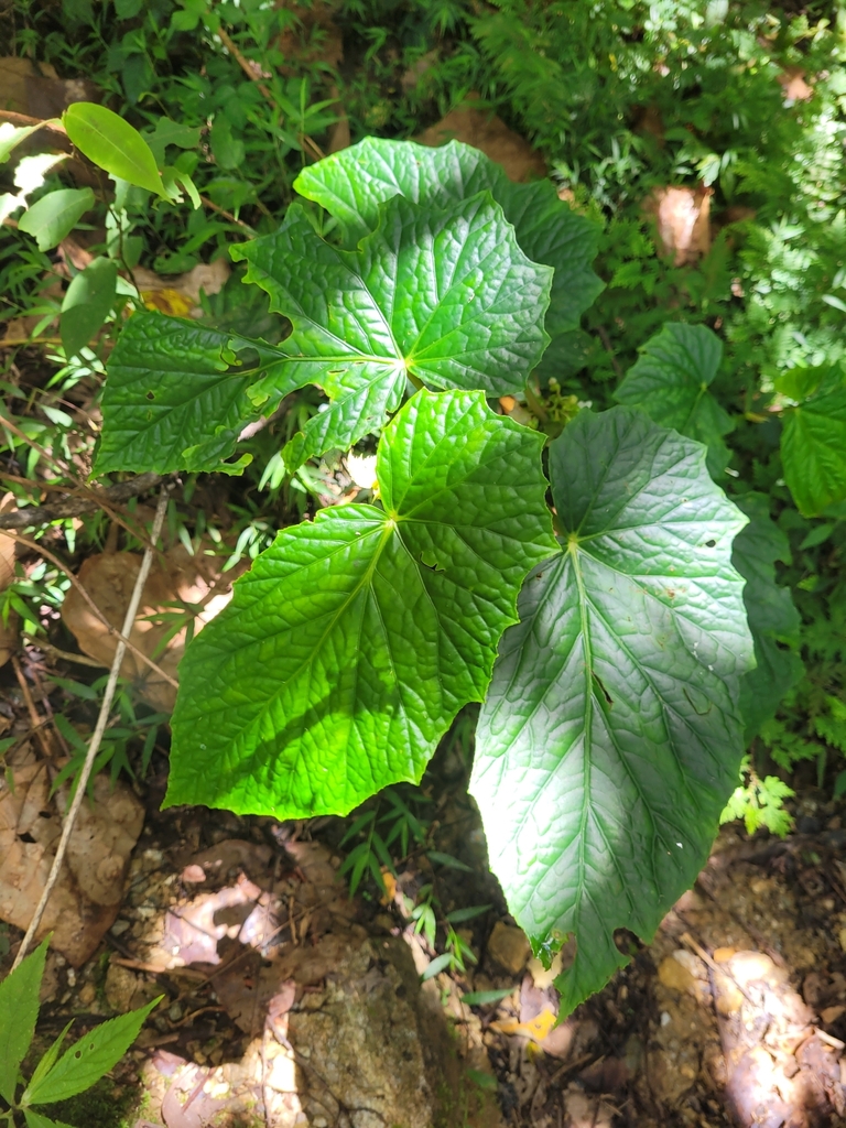 Begonia aptera (Begonia aptera)
