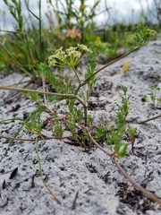 Dasispermum hispidum