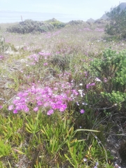 Senecio arenarius