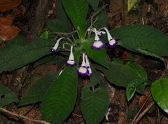 Codonoboea quinquevulnera