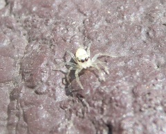 Phintelloides versicolor