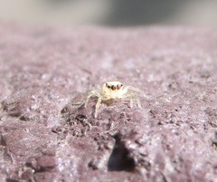 Phintelloides versicolor