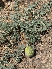 Citrullus colocynthis