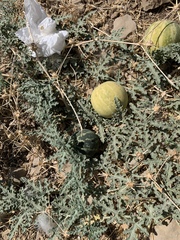 Citrullus colocynthis