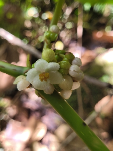 Begonia aptera, photograph 4