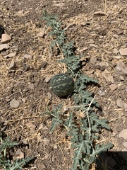 Citrullus colocynthis