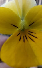 Viola tricolor