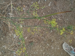 Foeniculum vulgare