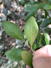 Planchonella cotinifolia