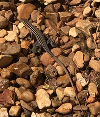Aspidoscelis sexlineatus