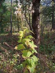 Parasenecio hastatus