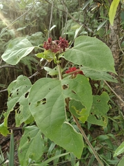Clerodendrum canescens