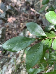 Planchonella cotinifolia