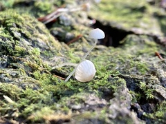 Mycena tenerrima