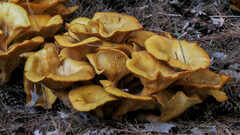 Omphalotus