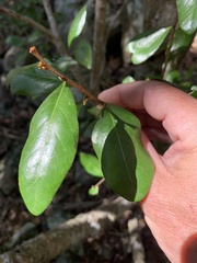 Planchonella cotinifolia