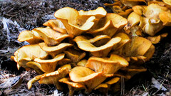 Omphalotus