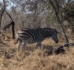 Equus quagga