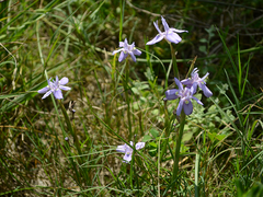 Moraea australis