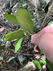 Planchonella cotinifolia