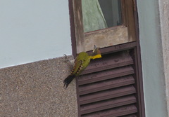 Chrysophlegma flavinucha