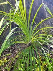 Pandanaceae