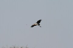 Leptoptilos crumenifer