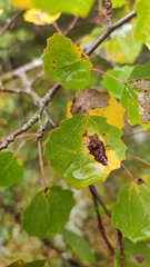 Harmandiola globuli