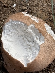 Calvatia craniiformis
