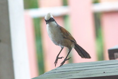 Garrulax leucolophus