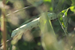 Proserpinus terlooii