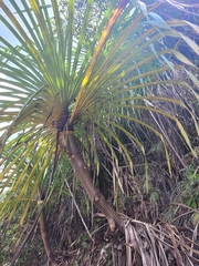Pandanaceae