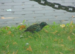 Sturnus vulgaris