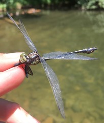 Dromogomphus spinosus