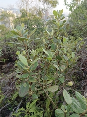 Rhodomyrtus tomentosa