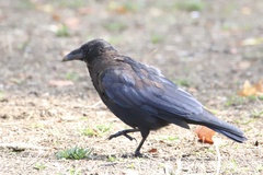 Corvus corone