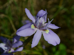 Moraea australis