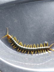 Scolopendridae