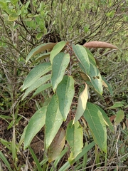 Triadica cochinchinensis
