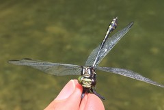 Dromogomphus spinosus