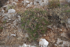 Ptilostemon chamaepeuce