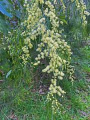 Acacia cognata