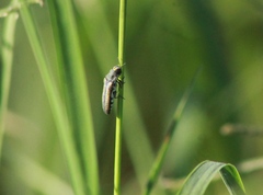 Agrilus pulchellus