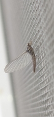 Cloeon dipterum