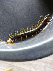 Scolopendridae
