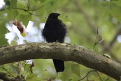 Corvus corone
