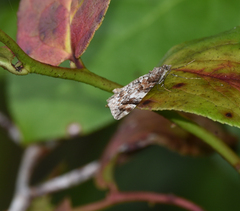 Enchoria lacteata