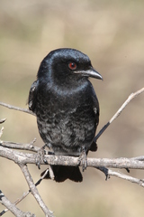 Dicrurus adsimilis apivorus