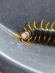 Scolopendridae