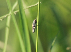 Agrilus pulchellus